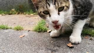 公園の野良猫、弁当を食べていたおじさんにおかずを貰って食べる