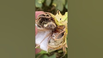 Ento #Ento #insect #asad  #Shorts #viral