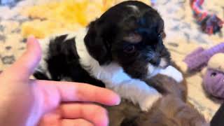 Toy Reverse F1B Cavapoos Everly Ella Easton & Elliot