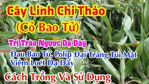 Cách trồng và sử dụng cây Linh Chi Thảo ( Cỏ Bao Tử ) Chữa Đau Dạ Dày Trào Ngược, Polip Đại Tràng