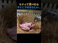 ヒナって食べたらすぐこうなるらしい…