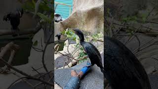 Join Animal Care Biologist Chayna as we feed our brown pelican and cormorants!