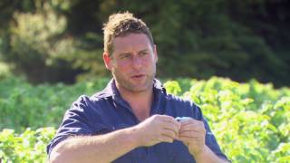 Barkers and Blackcurrants