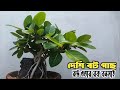 Local ficus tree | root over rock bonsai