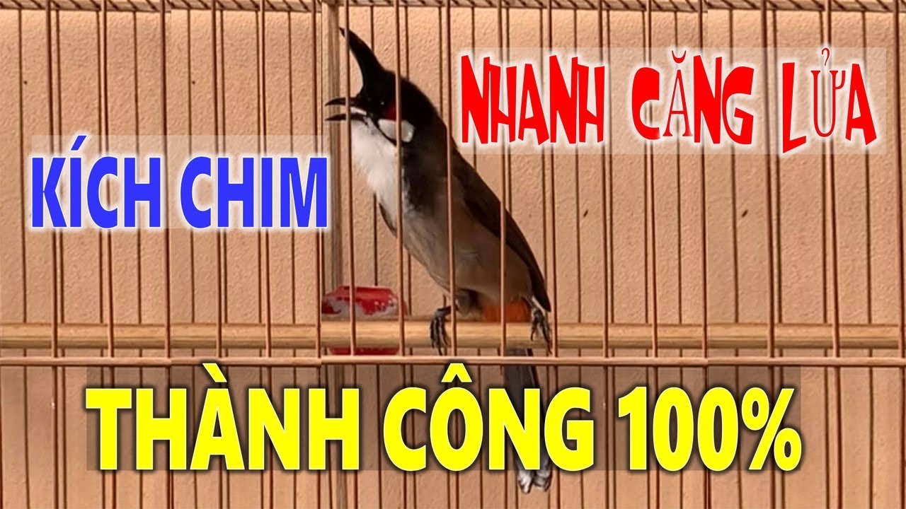 Chào Mào Kích Bổi Lên Lửa!..Luyện Chào Mào Hót Đấu... - youtube
