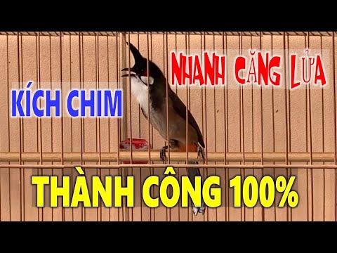 Video Chào Mào Kích Bổi Lên Lửa!..Luyện Chào Mào Hót Đấu... - youtube