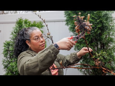 Video: Loj-leaved hydrangea: npaj rau lub caij ntuj no thiab pruning. Chaw nyob rau lub caij ntuj no ntawm loj-tawm hydrangea