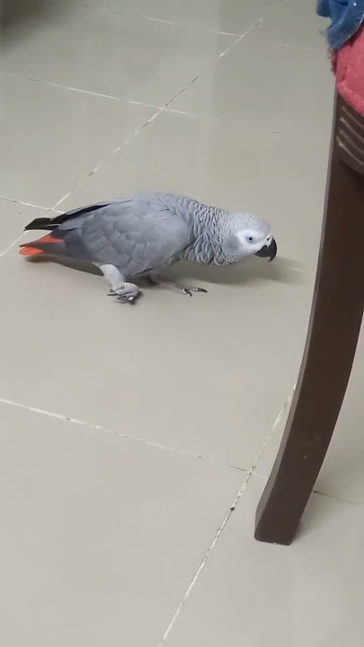 African Grey Parrot body language !#koko #birds #talkingparot