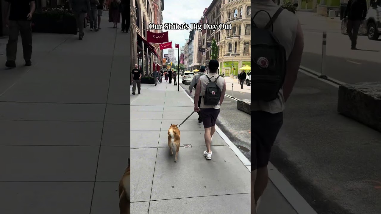 Shiba day in NYC #shibainu #nyc #dogparents #cutedog #shorts