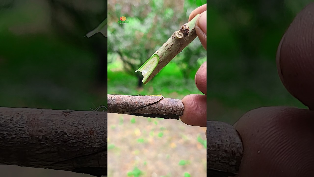 Secret Grafting Tips for High Yield Mulberry-best and healthy grafting technique ever 