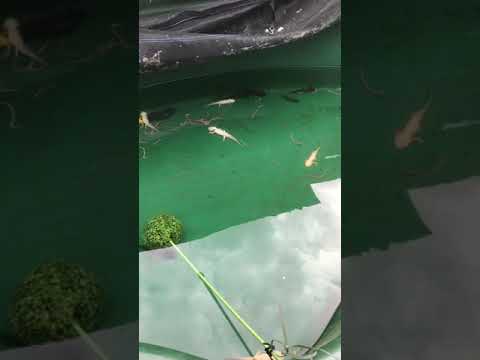 Video: Axolotl - Ambystoma Mexicanum Reptile Breed Hypoallergenic, Afya Na Span Ya Maisha