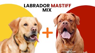 Labrador Mastiff Mix AKA Lab Mastiff