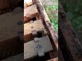 Estas son las abejas sepulteras #apiculturamacizo #bees #apicultura #viralvideo #viralshorts #video