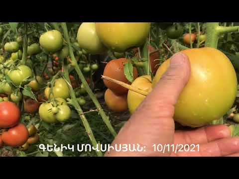 Video: Բարձր բերքատու պղպեղ Կոլոբոկ