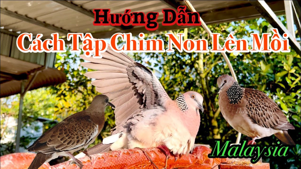 Chia Sẽ Cách Nuôi Chim Non ( Malaysia ) Hợp Lý - YouTube