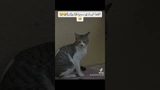 وين سعاد خانم??? views youtubeshorts cat cute viral قطةقطوةقطوات subscribe