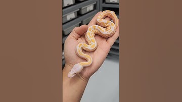 Ball Python Genetics Projects - BlackPastel Confusion Lavender