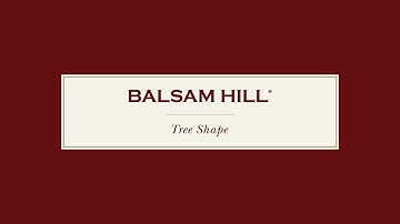 How to Pick a Christmas Tree - In-depth Look into Shape | Balsam Hill® Tree Lot