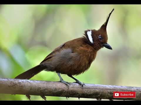 Suara cililin nyaring asli jernih (cocok untuk semua burung)