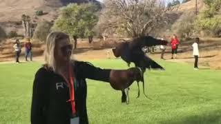 Falconry Lesson in California