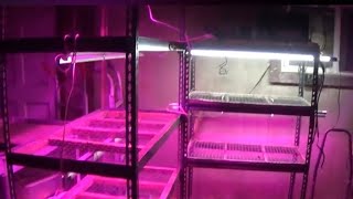 Building Shelves for Sprouting Seeds