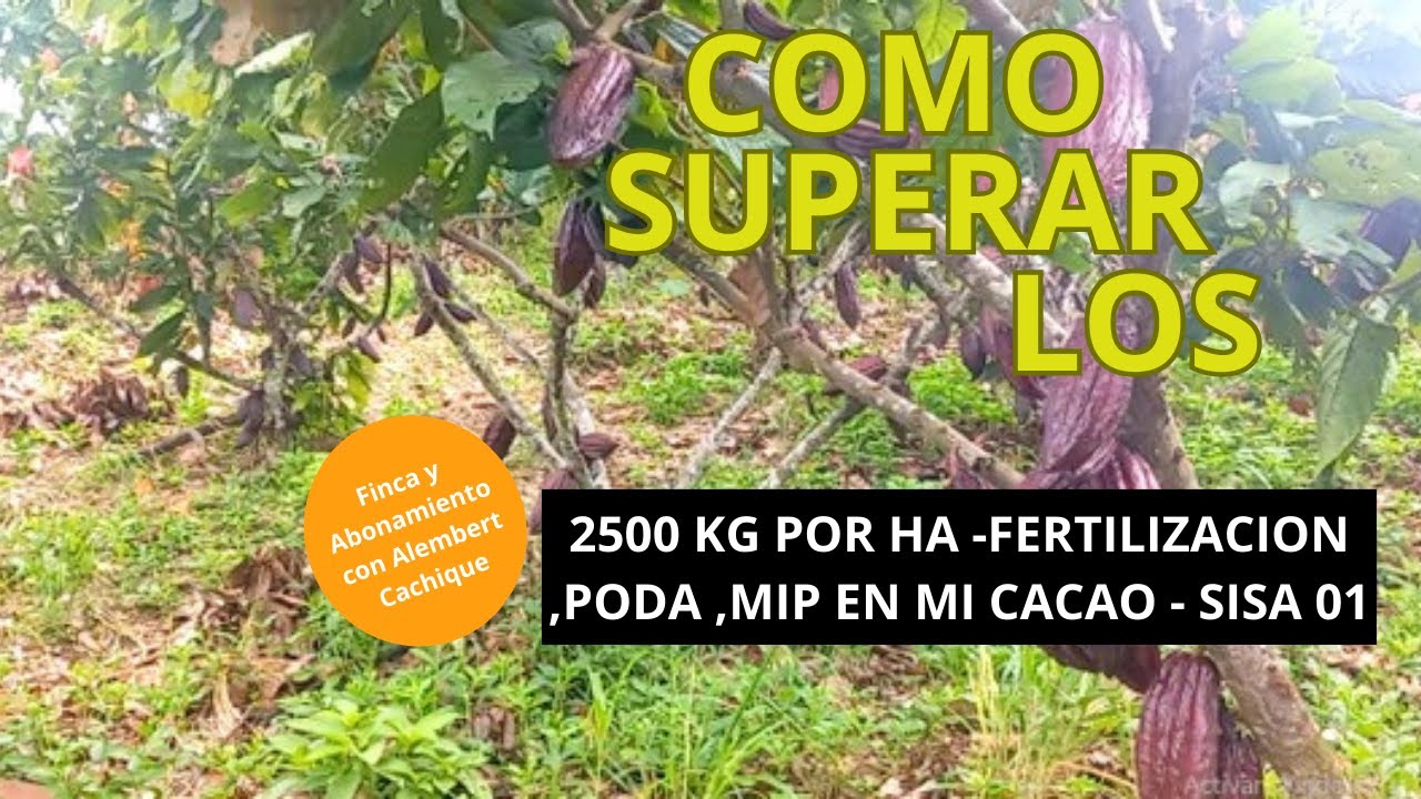 Como superar los 2500 kg por Ha en mi cacao, fertilización, Poda, MIP y Abonos foliares-Sisa-01