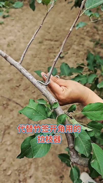 #fruittreebranchpuller #fruittreemanagement #neworchard #fruittreebranchpuller