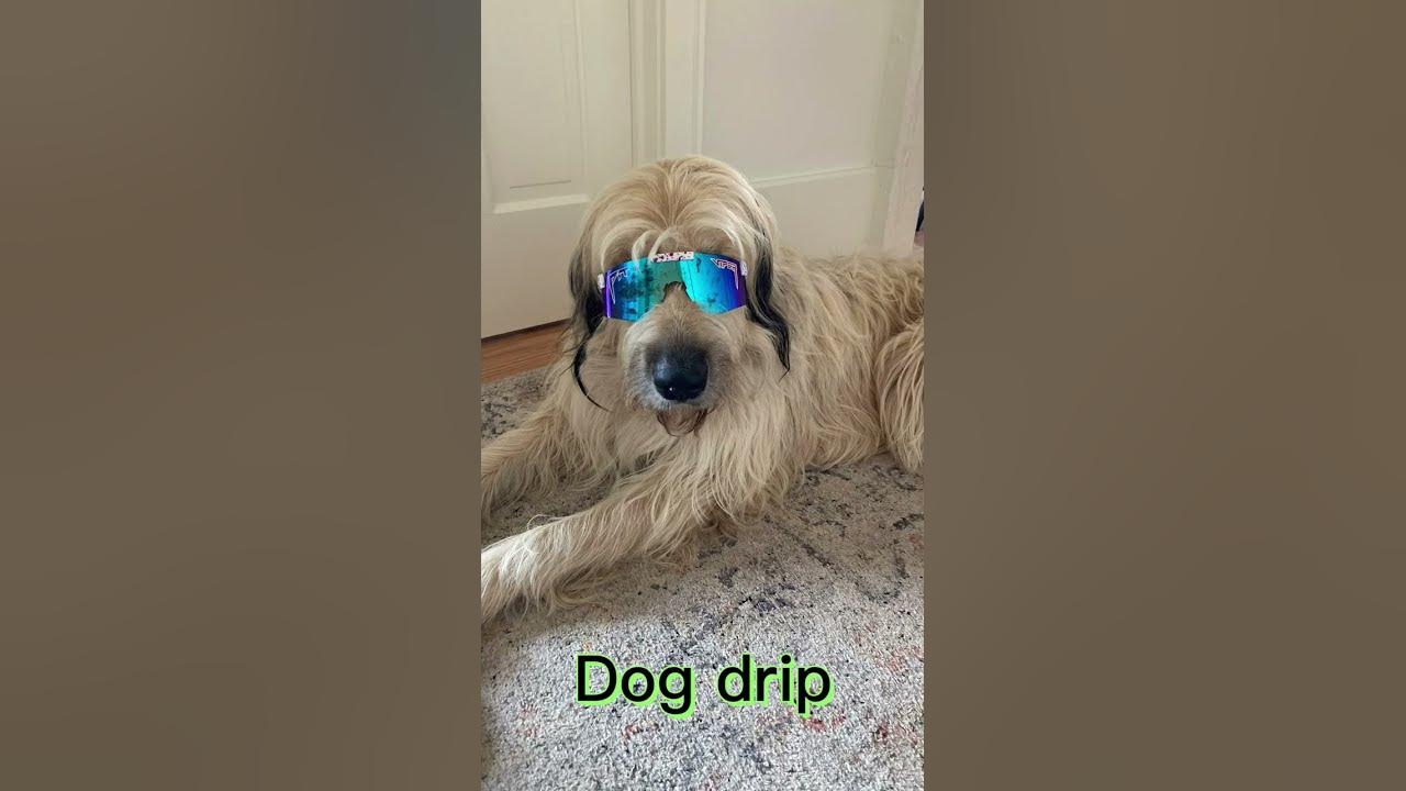 Dog drip YouTube