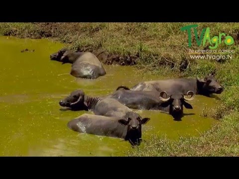 Curiosidades y Características de los Búfalos - TvAgro por Juan Gonzalo Angel