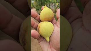 Anjeera Fig Fruit In My Garden