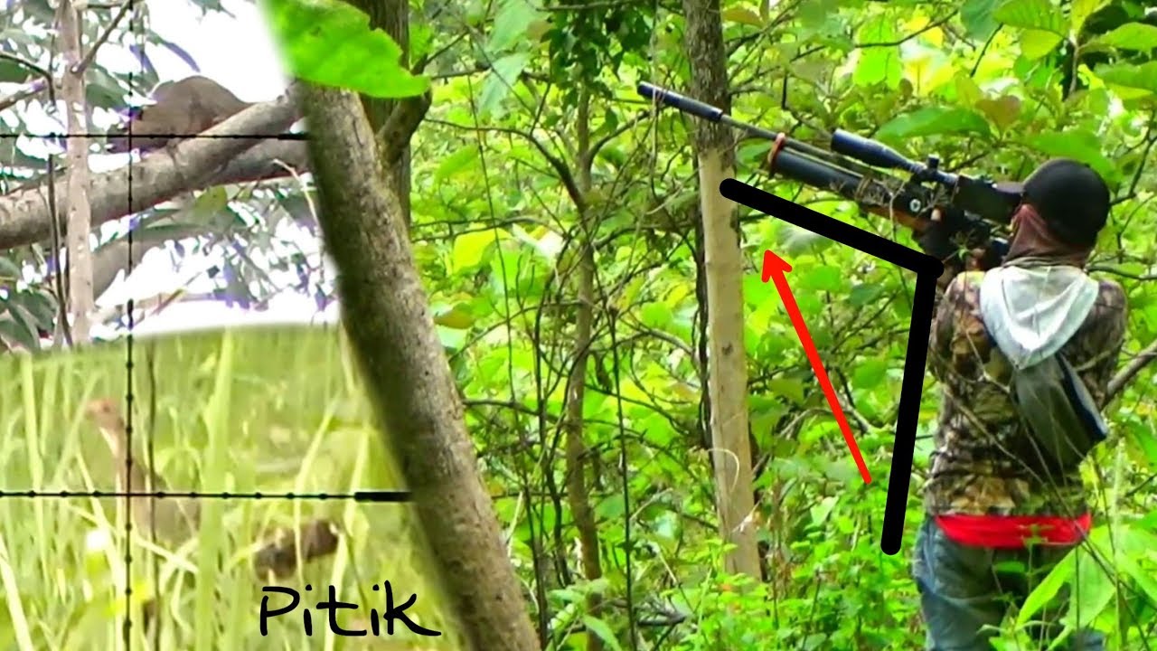 Download Spot Yang Menjanjikan Ayam Hutan Dan Bajing Mp3