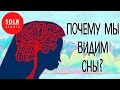 Почему мы видим сны? - Amy Adkins (SOLR озвучка)