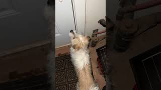 Tiny Shepherd Dog Masters Herding Skills, Except for Pigs
