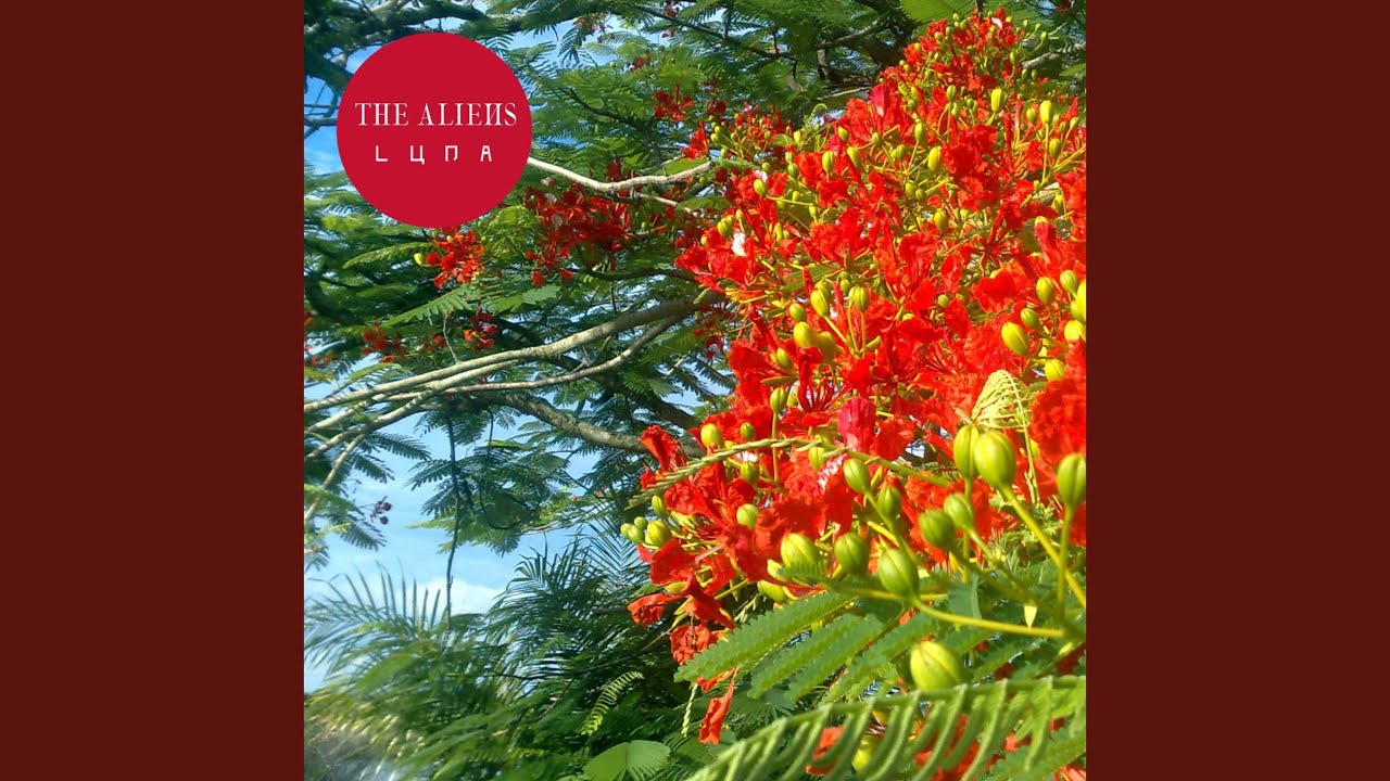 Watch Daffodils on YouTube Watch Daffodils on YouTube