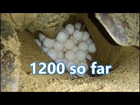 China's nature reserve is expected to hatch over 2,000 newborn sea turtles this year | 中国自然保护区孵化新生海龟