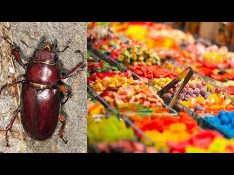 Video: Yataq böcəklərindən 