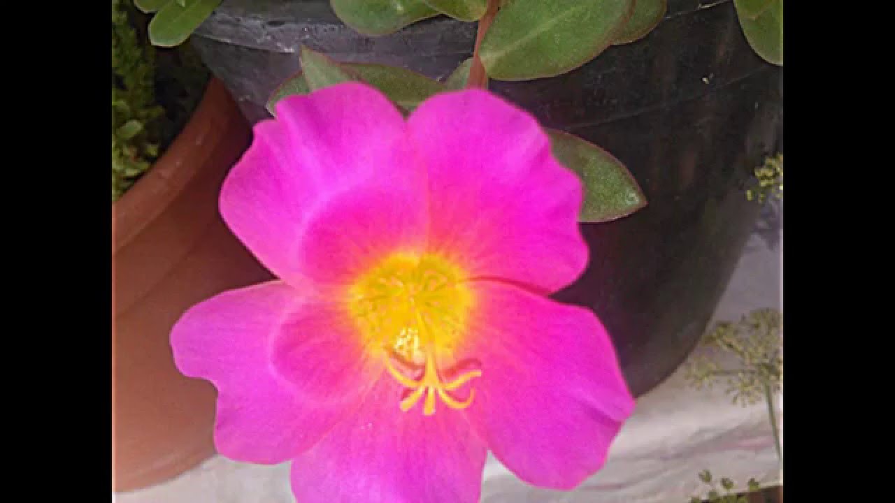 Fotos de flores y naturaleza Majaillaflor