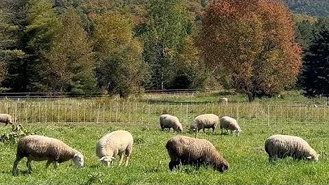 Rotational Grazing with Sheep: Carbon Sequestration in Pastures & Soil
