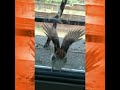 Dancing steps of little 🐦