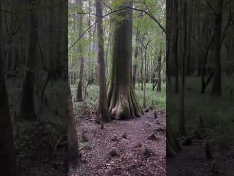 Video: Congaree Ulusal Parkı: Eksiksiz Kılavuz