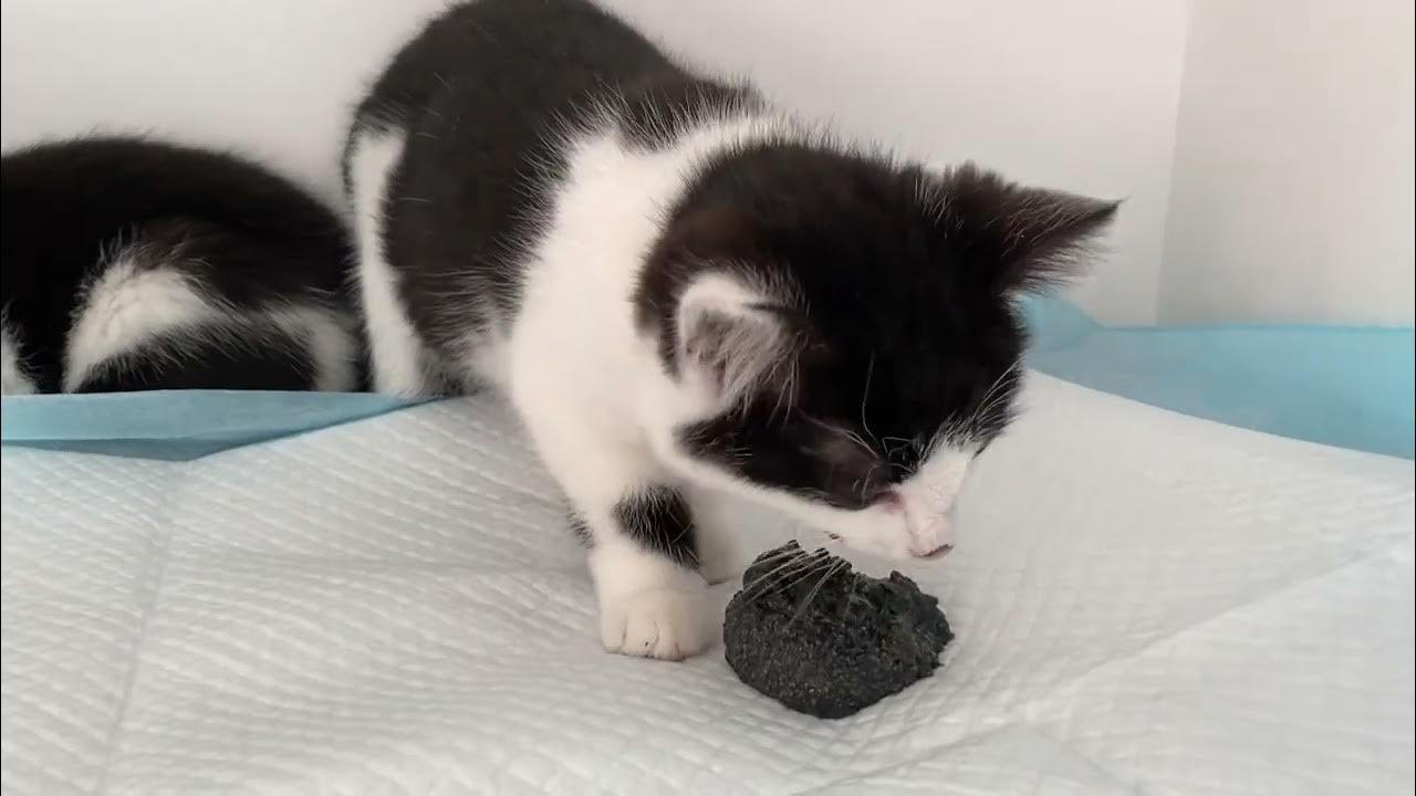 Kitten at the vets vomiting after eating raisins. YouTube