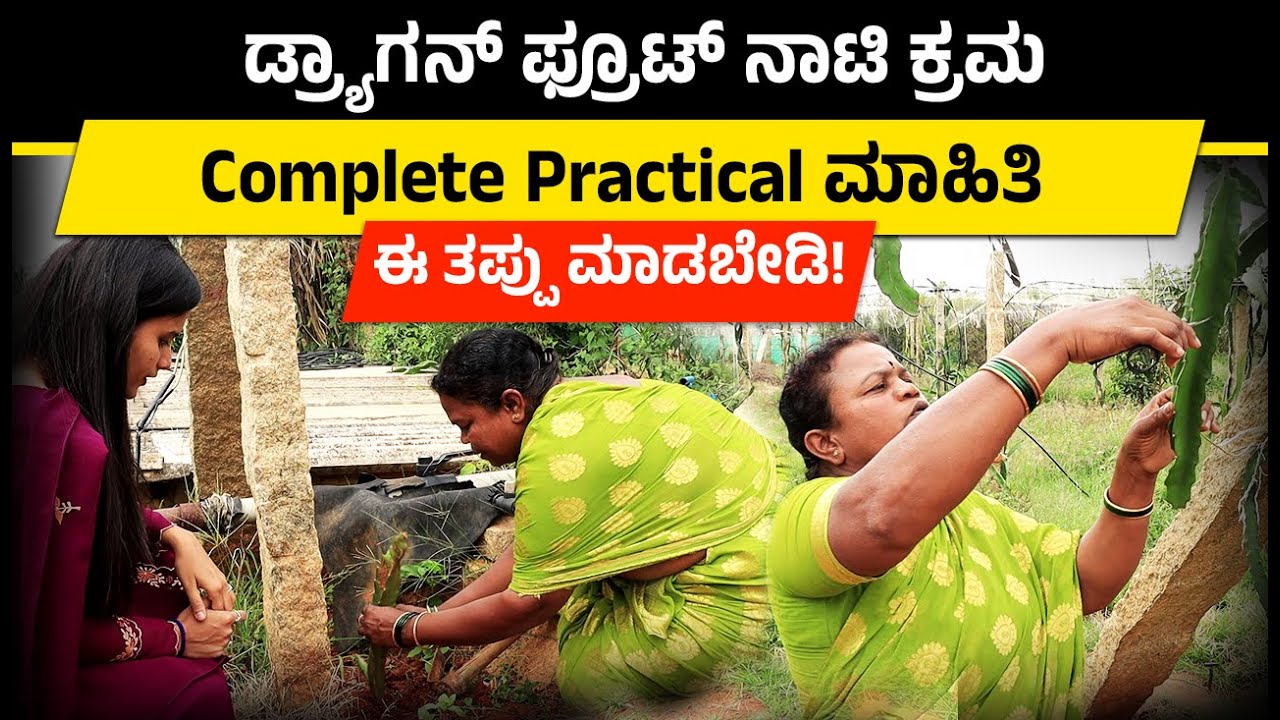 Dragon Fruit Farming in Kannada - Complete Practical Guide of Dragon Fruit Farming | Part 2