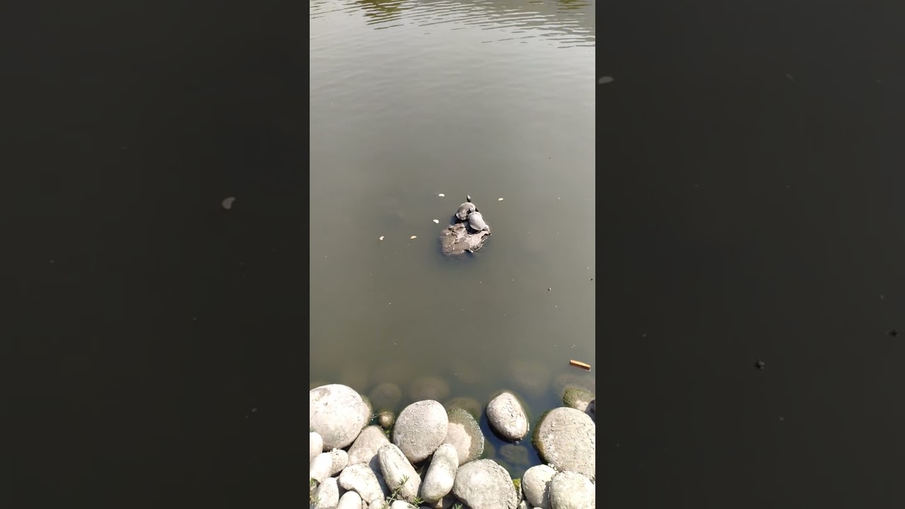 Turtle couple sun bathing and fish at Taudaha lake, Kathmandu
