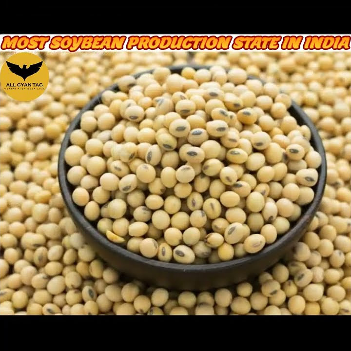MOST SOYBEAN PRODUCTION STATE IN INDIA unknownfactaboutsoybean most-soybean-production-state-in-india-unknownfactaboutsoybean