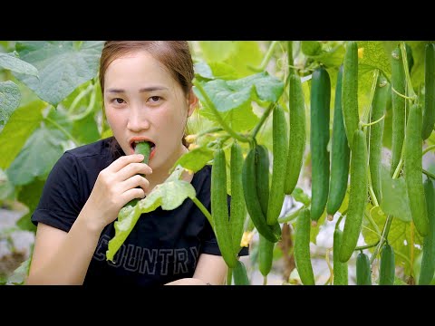 Harvesting Spiny Cucumber Farm Goes to the market sell - Make Pickled Cucumber Salad | Lý Thị Hoa