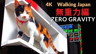 新宿東口３D猫　無重力編　Zero Gravity　Ver.　3D huge CAT SHINJUKU Tokyo Japan 신주쿠 히가시구치 3D 고양이 무중력편