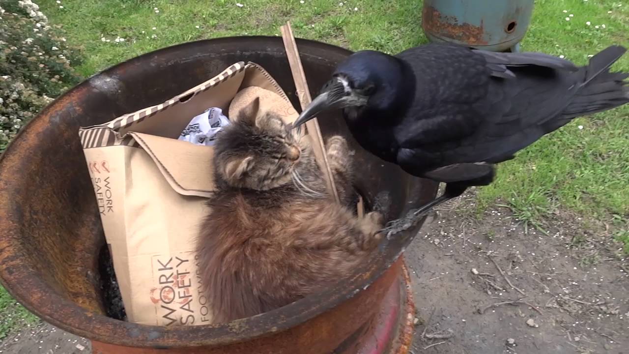 Guarda Crow and a cat su YouTube Guarda Crow and a cat su YouTube