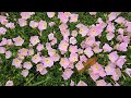 Pink Flowers Video 06Sep25