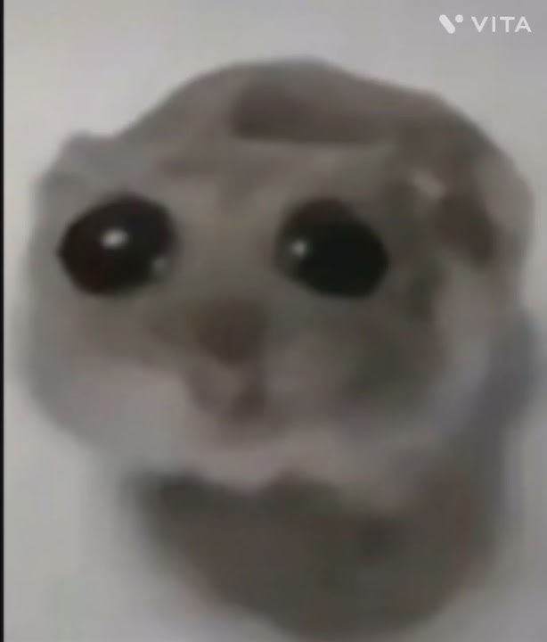 Download lagu sad hamster #memes #funny #cute