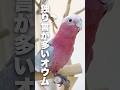 ずっと独り言を喋るオウムさんがちょっと怖いww【モモイロインコ】 #shorts